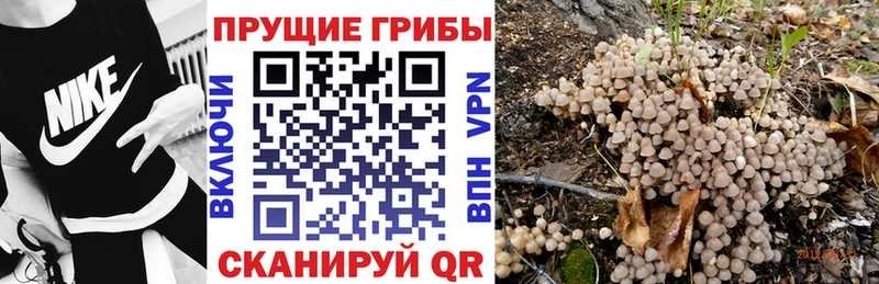 ОМГ ОМГ зеркало Людиново Псилоцибиновые грибы Magic Shrooms